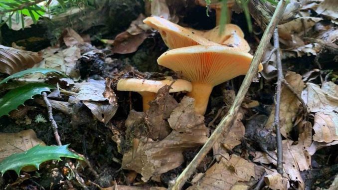 mantar-zehirlenmelerine-karsi-uyari-aIuD81JX.jpg